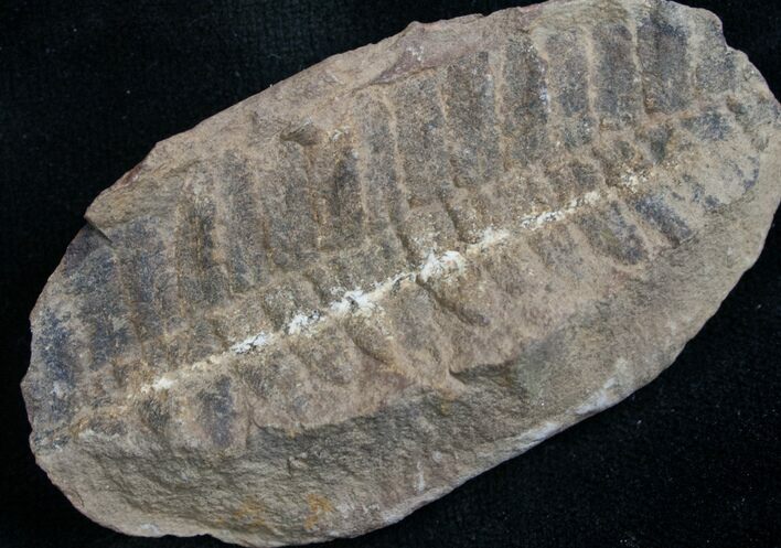 Million Year Old Fern Fossil #7852